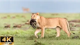 4K Wildlife Paradise | The Lion Goes Hunting At Sunrise - Wild Version With Soft Piano Music
