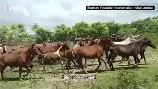 Kuda Sandel dari Sumba – Warisan Peradaban dan Kebanggaan Timur Indonesia