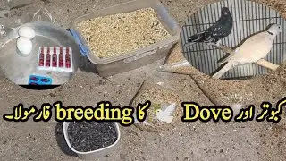 Dove & pigeon breeding formula || Hybrids breeding formula || pigeon & Dove breeding formula 