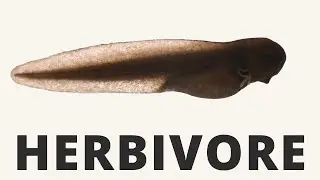 Young Tadpoles Eat These Things