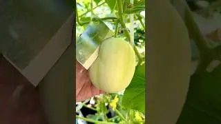 Fruit Cutting Crystal Cucumber 😱 #shorts #fruit #cucumber #crystal #jaydenfamilyvlogs #enjoy