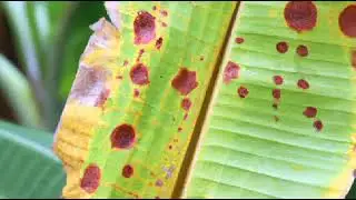 Banana crop rot disease