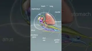 snail 🐌#shell#anatomy#structure#labelledstructure#