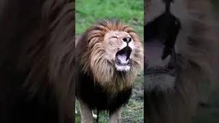 Dangerous line voice,#line king video #viral #trending #shortvideo