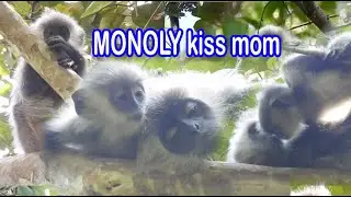 MONOLY kiss mom so sweet|silver leaf monkey #108|wildlife99#108