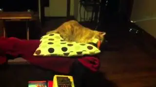 Party kitty