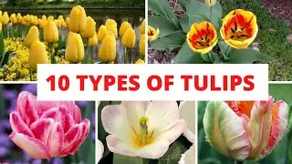 TOP 10 Types of TULIPS