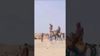 Camel Race Pakistan #geosindh #camel #camelrace #sindhpakistan #viral