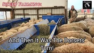 Sheep Farming: Weaning The Dorset Sheep