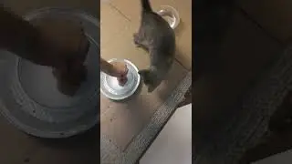 Finicky Kitty Trick