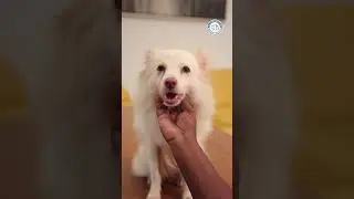 Cute😍😍😂 | Alangu Dog Farm #doglovers #dogshorts #nativedogs #petlover #indiannativedogs #cutedogs