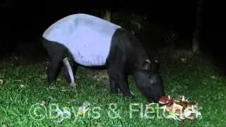 Malayan Tapir (Tapirus indicus), Malayisa. 20150505_201516.m2ts