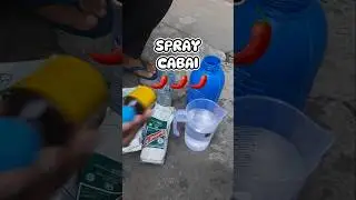 Spray Cabai #tanamcabai #berkebun #cabaihijau #tipsberkebun #pertanian