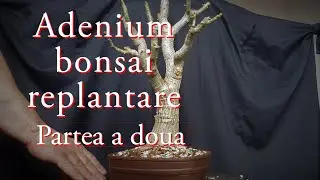 Replantare adenium bonsai. Partea a doua.