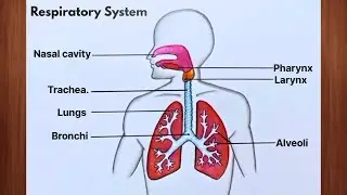 Human Respiratory System Diagram Step-by-Step Drawing | Biology Diagram for Beginners