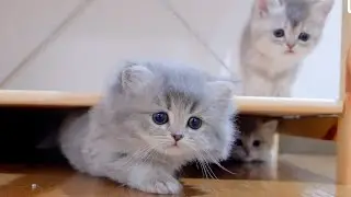 Котята, мяукающие и собирающиеся вместе, когда приходит время есть, такие милые [7 недель]