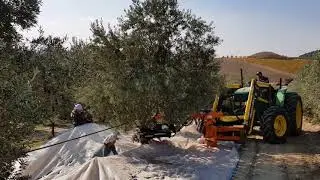 Zeytin Hasati (Dar sıra) Agromelca Bozavlu Mevkii
