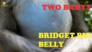 PITIFUL YOUNG MONKEY BRIDGET VERY BIG BELLY DIFFICULT FOR WALK &BREATHING |