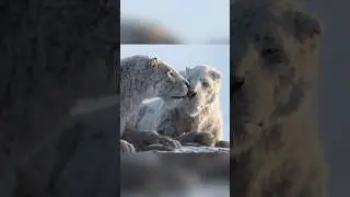 НОВАЯ ДОИСТОРИЧЕСКАЯ ПЛАНЕТА!