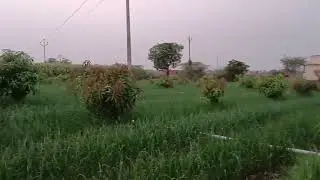 mango🥭plantation intercrop onion 🧅
