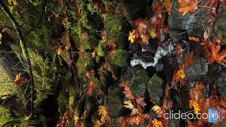 vertical-ultra-hd-4k-scene-rejuvenating-forest-spring-oregon-uhd-nature-relaxati_TjXFWiWF.mp4