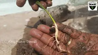 DATES FRUIT SEED GERMINATION_How to Grow Date Palm Tree from Seed _Date Palm Plant _ Sprouting Seeds