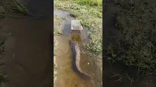 Best Fishing Idea #fishing  #fish  #shorts