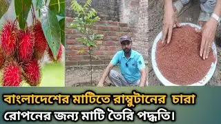 রাম্বুটানের চারা রোপণ পদ্ধতি। রাম্বুটানের চারা রোপনের  জন্য মাটি তৈরি পদ্ধতি। #sobujbangla1035