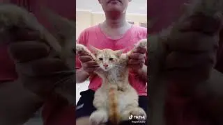 Kucing Oren Joget Tiktok Lucu