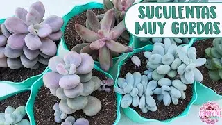 SUCULENTAS PACHYPHYTUM: Todo sobre ellas, riego, sol o sombra, trasplantar │Candy Bu