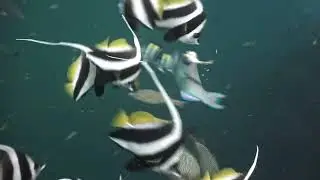 Underwater World of Sail Rock Gulf of Thailand : Episode 21 December 2025 #sailrock #oceanreality