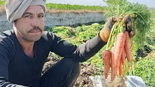 شوف تقليع الجزر ورقم عم جمال أحد أفضل المزارعين في الفيديو 