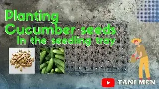 PENYEMAIAN BENIH TIMUN ORGANIK DI SEEDTRAY