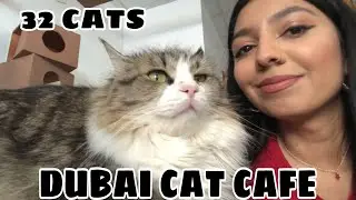 Dubai Cat Cafe | My new house tour VLOG
