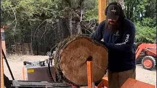 Wolfe Ridge splitter vs. BIG Live Oak