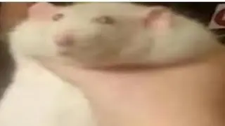 Top 5 rats