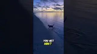 Cat Surprisingly Catches Fish in Water #shorts #cat