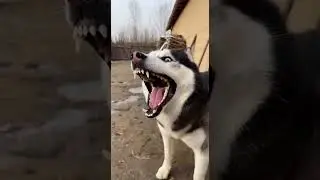 village was slaughtering a pig and husky insisted on joining in fun only to be spotted by butcher