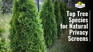 Top Tree Species for Natural Privacy Screens