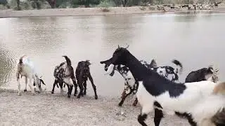 Goat's 🐐# district of #tharparkar# to drinking water pound #
