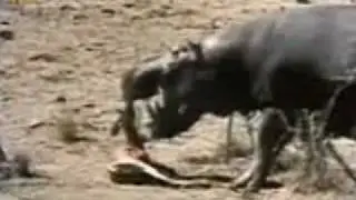 Hippo Saves Impala