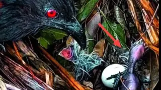 KASIHAN BAYI BURUNG BARU MENETAS DIGUYUR HUJAN DERAS