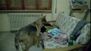 Zara / German Shepherd annoying the cat