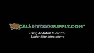 Using Azamax azadactrine extract to eradicate spider mite infestations