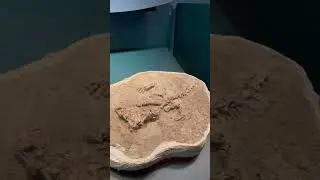 Field Museum Dinosaurs #dinosaur