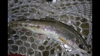 Fly Fishing The Blueridge Parkway for Wild Trout