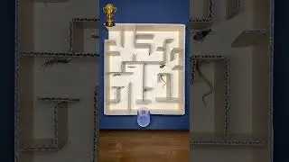 Epic Insect Battle in the Maze! Beetle vs Centipedes