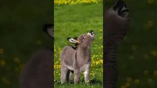 The Adorable Foal Donkey: A Cutie Worth Knowing #foal #cuteanimals #babydonkey #InstaAnimal