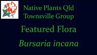 200412 - Featured flora - Prickly pine - Bursaria incana