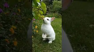 Cute Rabbit Eating Grapes in the Garden Adorable Snack Time #cuteanimals #rabbit #animallovers #cute